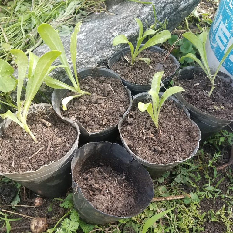 calendula in pots