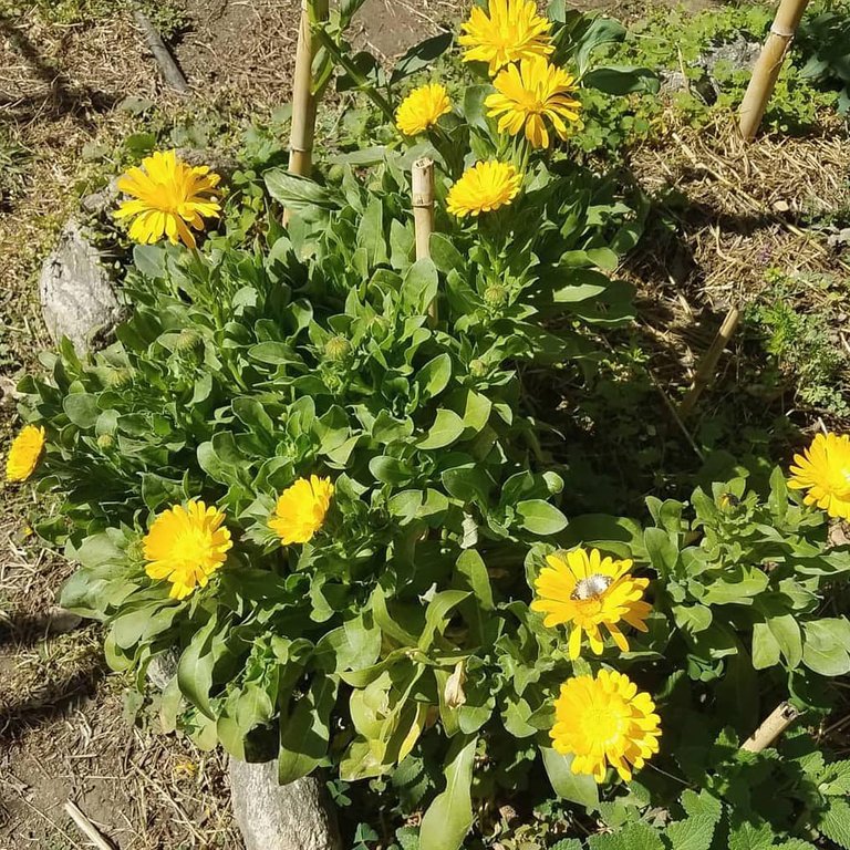 calendula transplanted