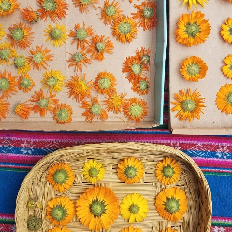 drying the calendula flowers