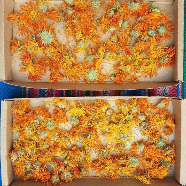 dried calendulas