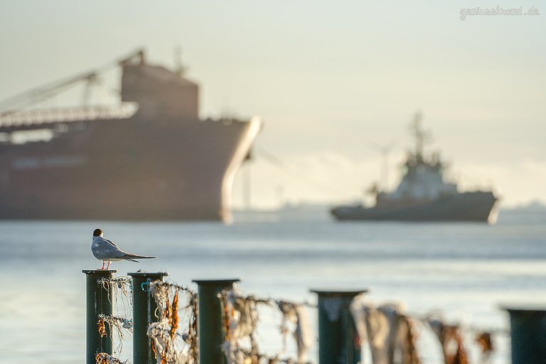 WILHELMSHAVEN JAHRESRÜCKBLICK: August - Morgens am Jadebusen unterwegs