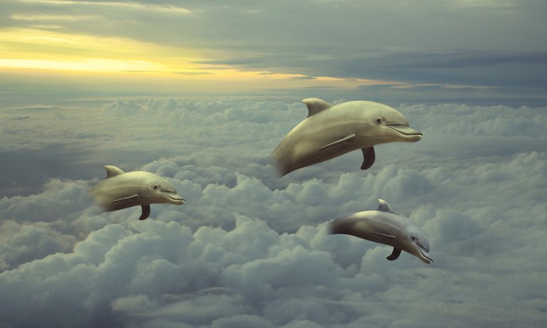 sky dolphins