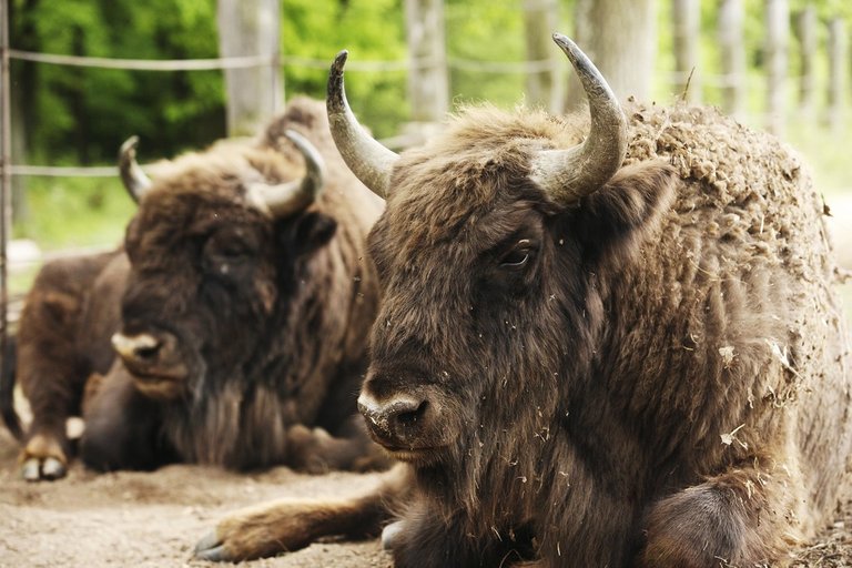European Bison