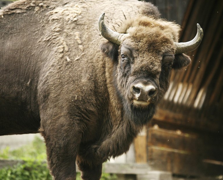 European Bison 