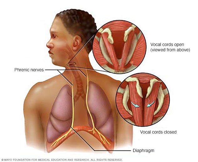 Physiologic Anatomy