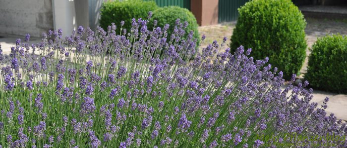 Real lavender