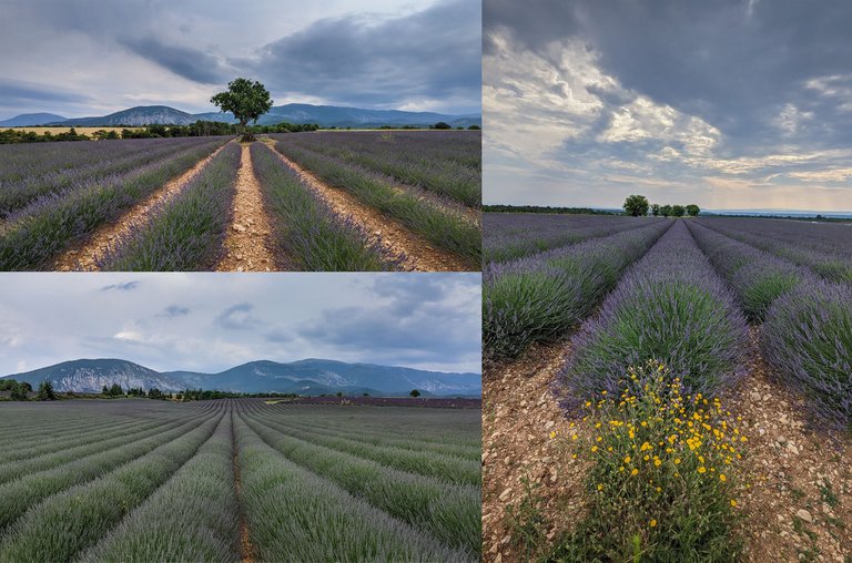 Lavender Fields Valensole Scouting