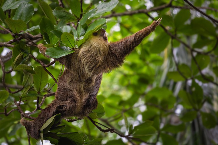Playa Chiquita Acrobat Sloth