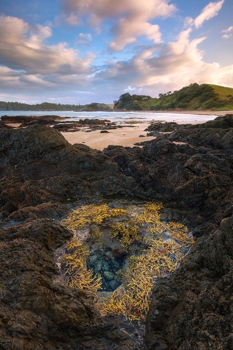 A beautiful tidal pool within the rocks at Daisy Bay