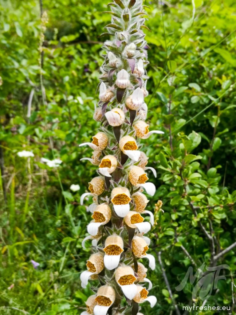 Digitalis lanata