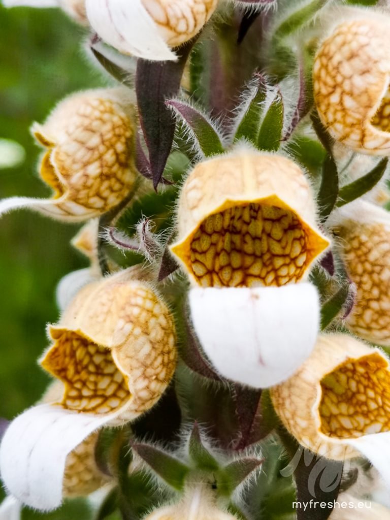 Digitalis lanata