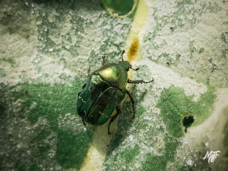 Gastrophysa viridula 