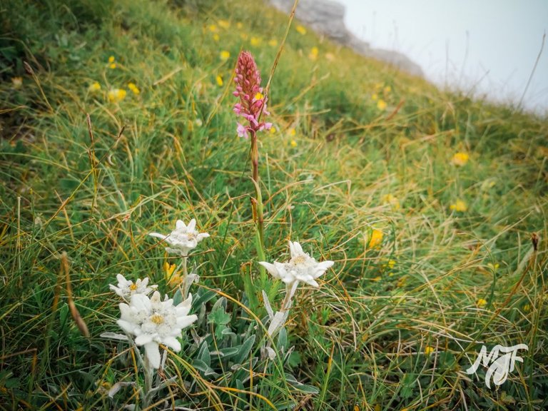 Edelweiss in Bulgaria