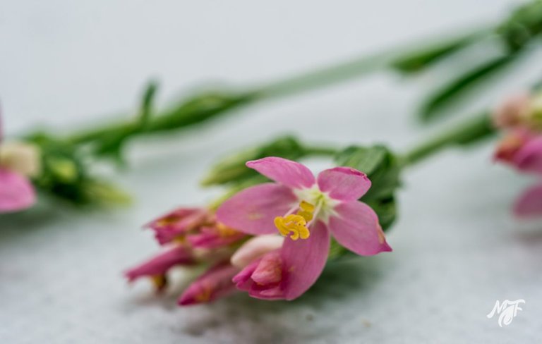 Centaurium erythraea