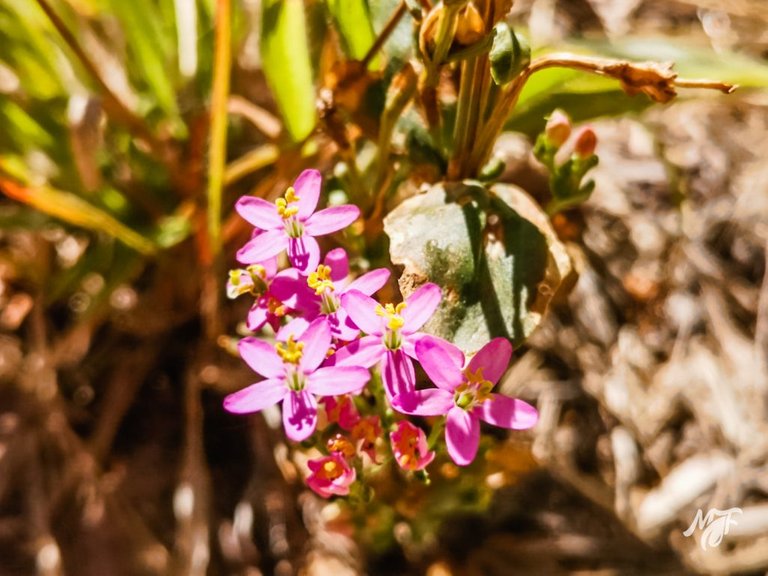 Centaurium erythraea