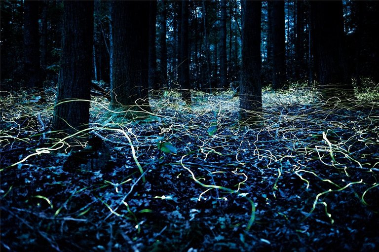 Tras el rastro de las luciérnagas // On the trail of fireflies. Foto: Spencer Black. Fuente/Source: https://www.nationalgeographic.com.es/fotografia/foto-del-dia/tras-rastro-luciernagas_10701