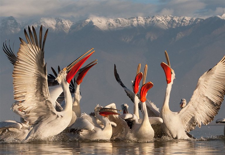 El pelícano ceñudo // The frowning pelican. Foto: WildWonders. Fuente/Source: https://www.nationalgeographic.com.es/naturaleza/pelicano-cenudo-pelecanus-crispus_6552