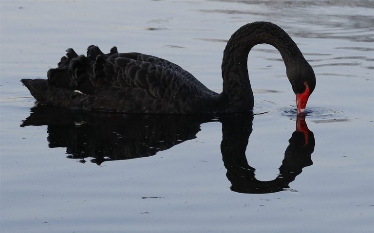 El cisne negro / The black swan. Foto: AP. Fuente/Source: https://www.nationalgeographic.com.es/fotografia/foto-del-dia/cisne-negro_15670