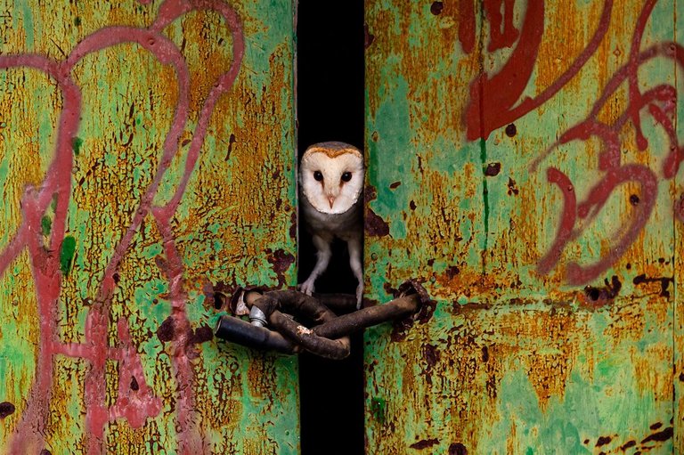 The Door. Foto/Photo: Luis Ruíz Jiménez / Nature TTL. Fuente/Source: https://www.nationalgeographic.com.es/naturaleza/mejores-fotos-naturaleza-2021_16987