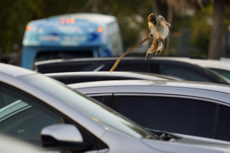 Un mono americano / An american monkey. Foto/Photo: AP. Fuente/Source: https://www.nationalgeographic.com.es/fotografia/foto-del-dia/mono-americano_18114