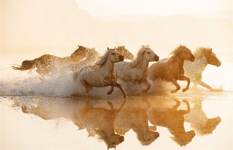 Praderas de Hexigten Banner, Mongolia // Hexigten Banner Meadows, Mongolia. Foto: Cordon Press / Summer Lu. Fuente/Source: https://www.nationalgeographic.com.es/fotografia/foto-del-dia/rumbo-a-libertad_18607