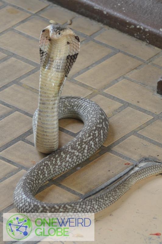 Destination: Bangkok's snake farm - watch them, pose with them, and don't get bit by them. ()