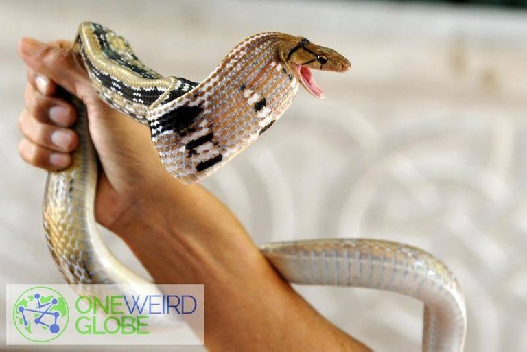 Destination: Bangkok's snake farm - watch them, pose with them, and don't get bit by them. ()