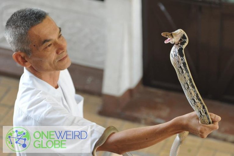 Destination: Bangkok's snake farm - watch them, pose with them, and don't get bit by them. ()