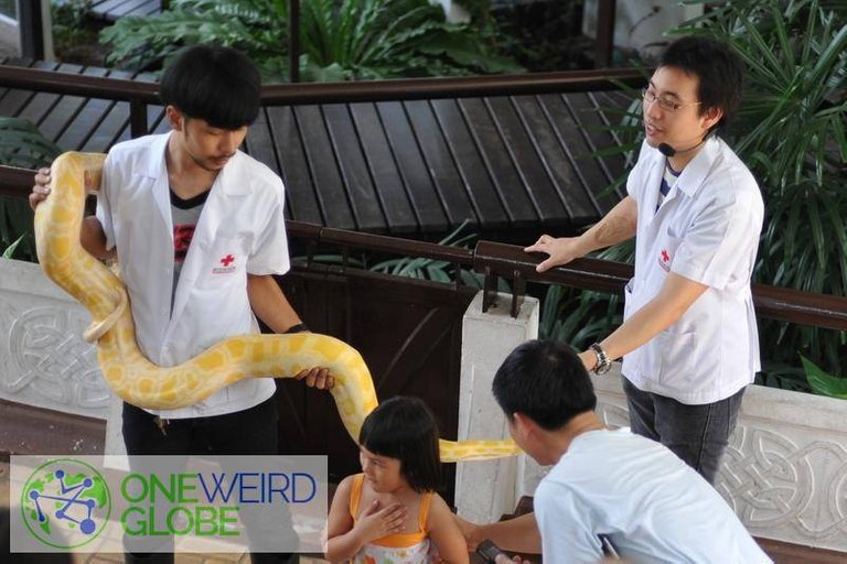 Destination: Bangkok's snake farm - watch them, pose with them, and don't get bit by them. ()