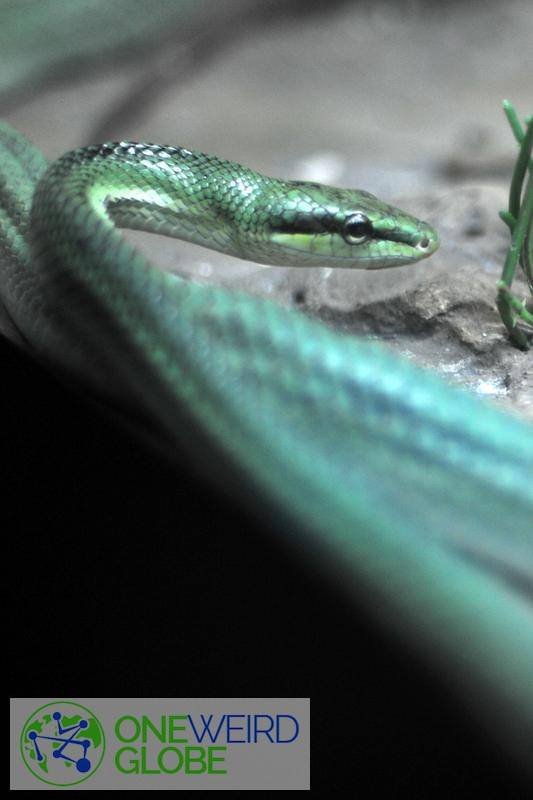 Destination: Bangkok's snake farm - watch them, pose with them, and don't get bit by them. ()