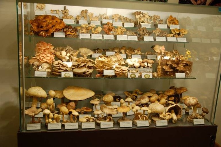 At this museum of mushrooms, what can kill you is just a few centimeters away ()