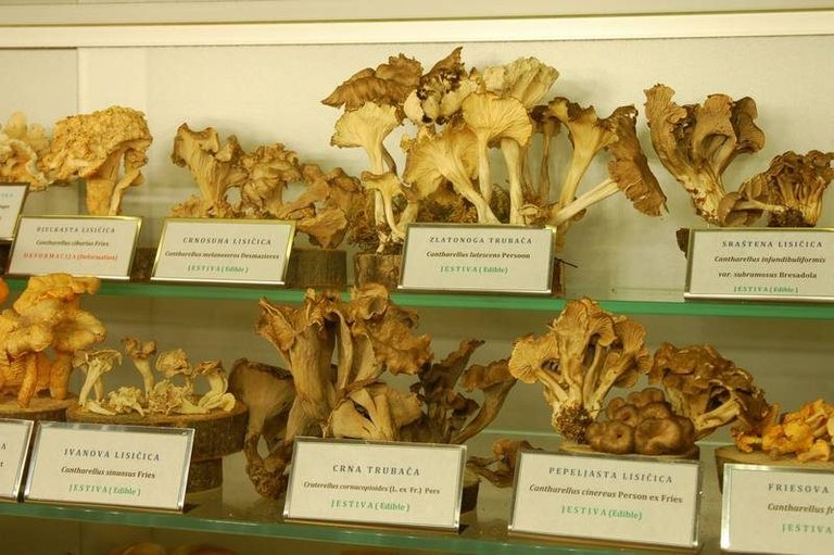 At this museum of mushrooms, what can kill you is just a few centimeters away ()