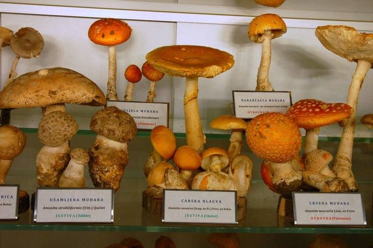 At this museum of mushrooms, what can kill you is just a few centimeters away ()