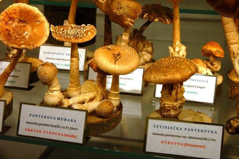 At this museum of mushrooms, what can kill you is just a few centimeters away ()