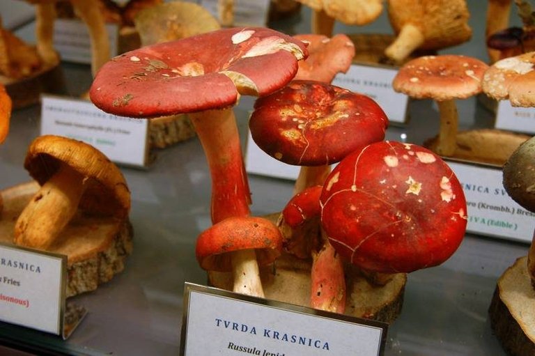 At this museum of mushrooms, what can kill you is just a few centimeters away ()