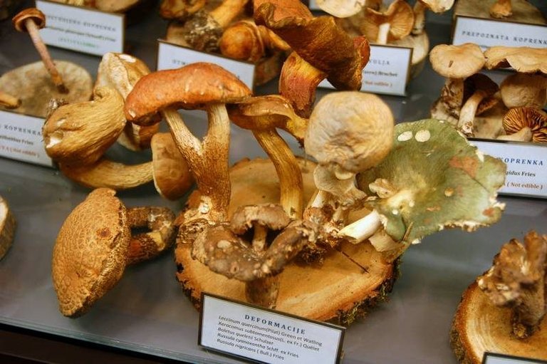 At this museum of mushrooms, what can kill you is just a few centimeters away ()