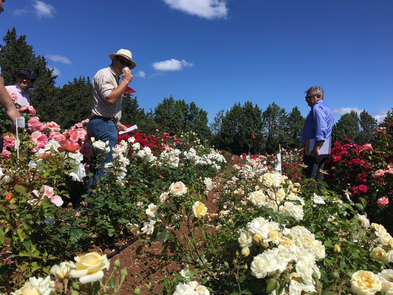 Scented roses