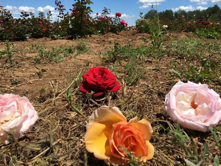 Scented roses