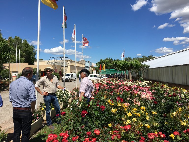 Finding scented roses at Meilland