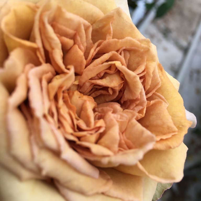 What name for this rose?