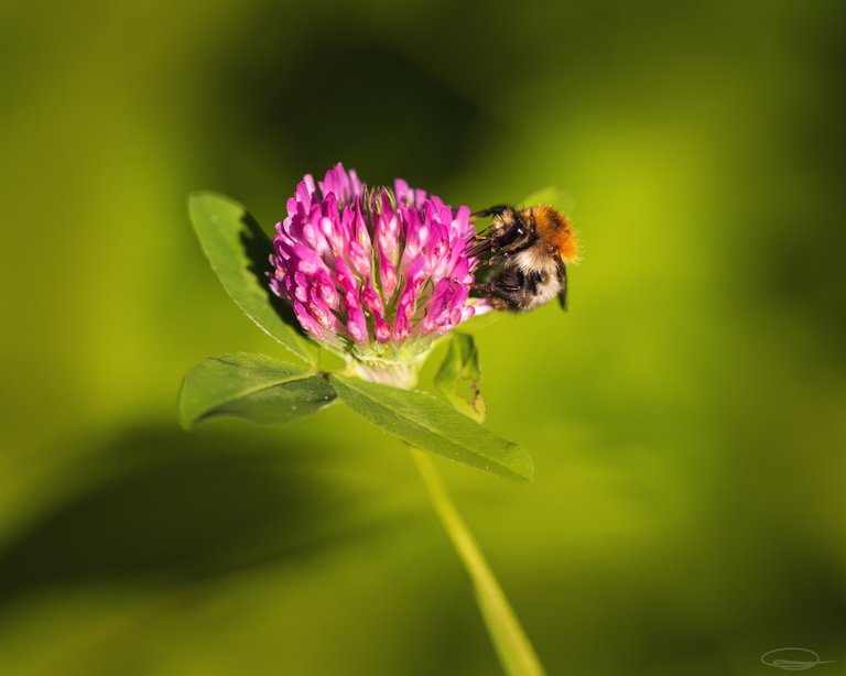 Bumblebee - Bombus Pascuorum - on Clover Blossom