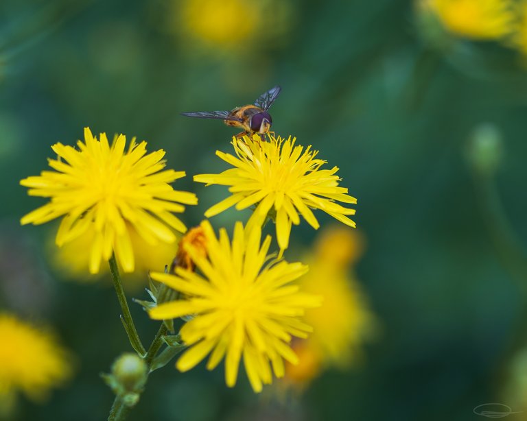 Hoverfly on Yellow Flower