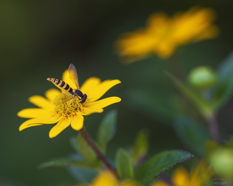 Slim Hoverfly on Yellow Flower