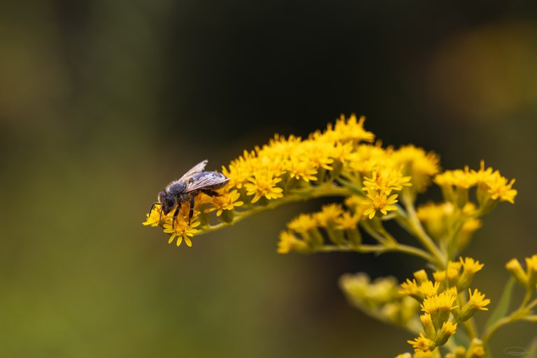 Little Bee on Yellow Wild Flower