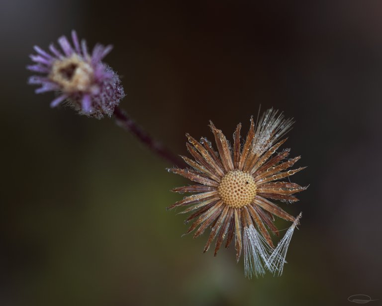 Dry and wet Flowers