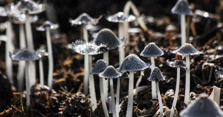 Microdosing Psilocybin Mushrooms in 7 Easy Steps - PsychedelicsDaily.com