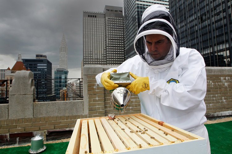 Look out for a hive at your next hotel — the buzzy trend keeps on growing.