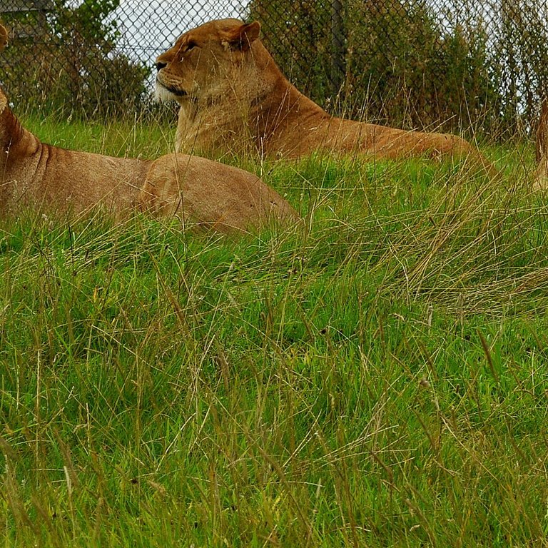 Predatory animals, such as lions, will not get the chance to hunt, making them more aggressive if they are not properly taken care of.