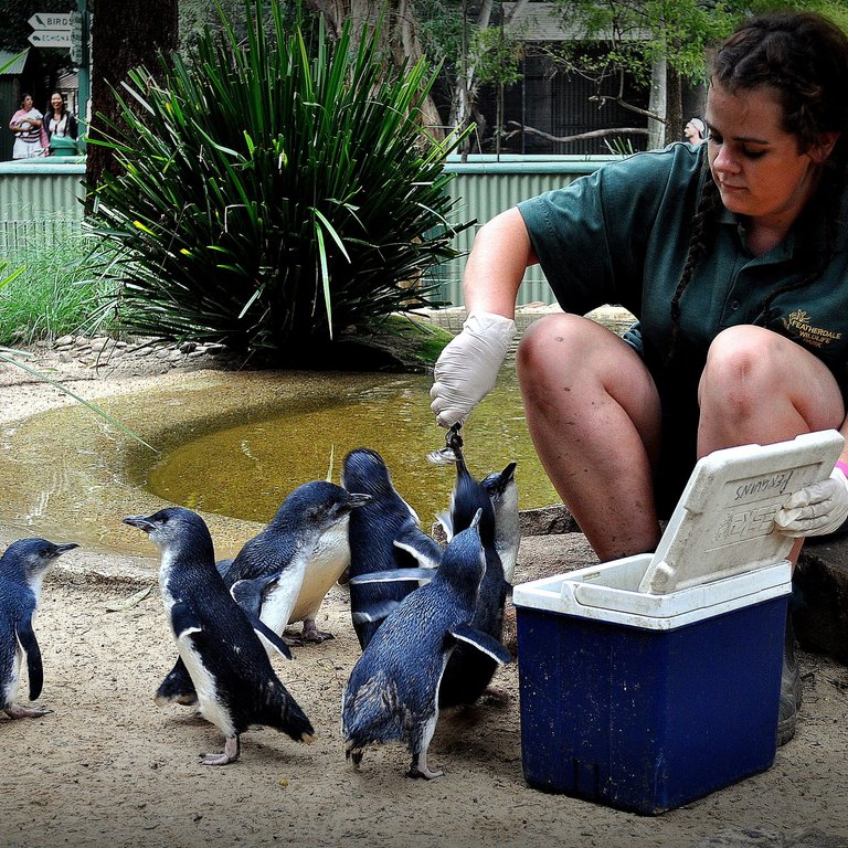 Zoo animals in most cases receive proper nutrition and medical care and are supervised by well trained and caring zookeepers.