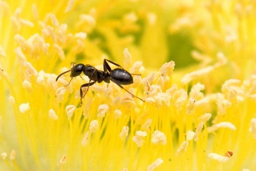 ant-380932_960_7200e8f7.md.jpg